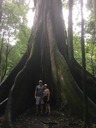 Huge ceiba tree and massive root system.