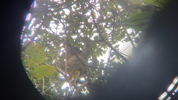A sloth hangs on to the top of tall trees in Bijagua Ranas.