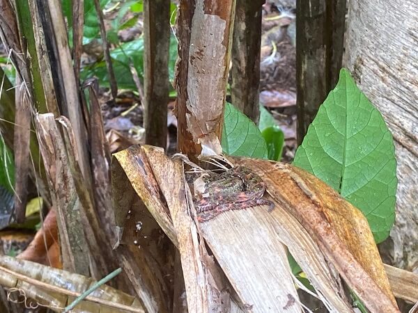 A small poisonous and brightly colored snake in the bushes.