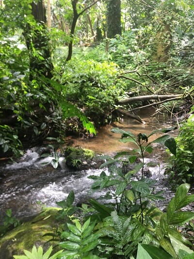A gentry flowing stream flows through the Bijagua Ranas sanctuary.