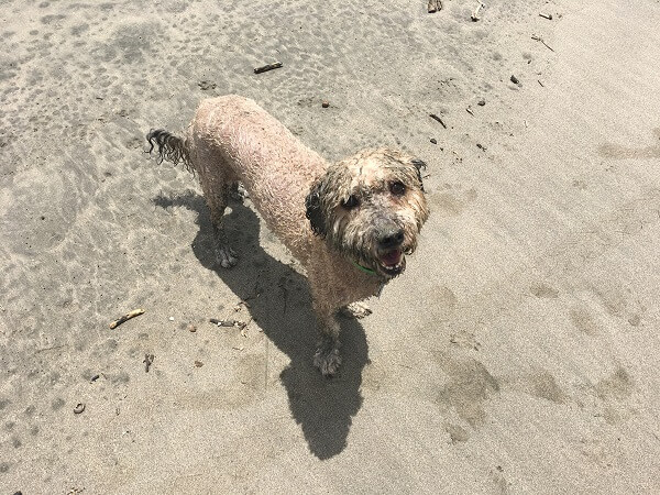 Bruno all sandy and wet.