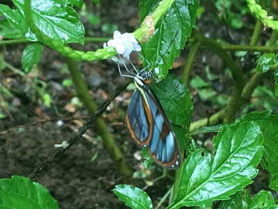 A beautiful Costa Rican butterfly clings to a plant