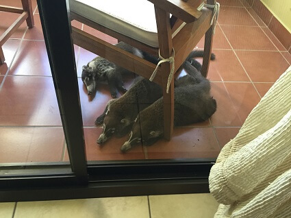 Three Coatis take a break from the hot afternoon sun