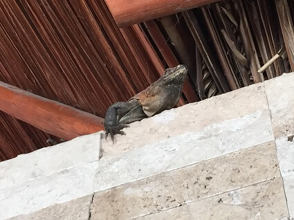 A large iguana walks above our lunch table