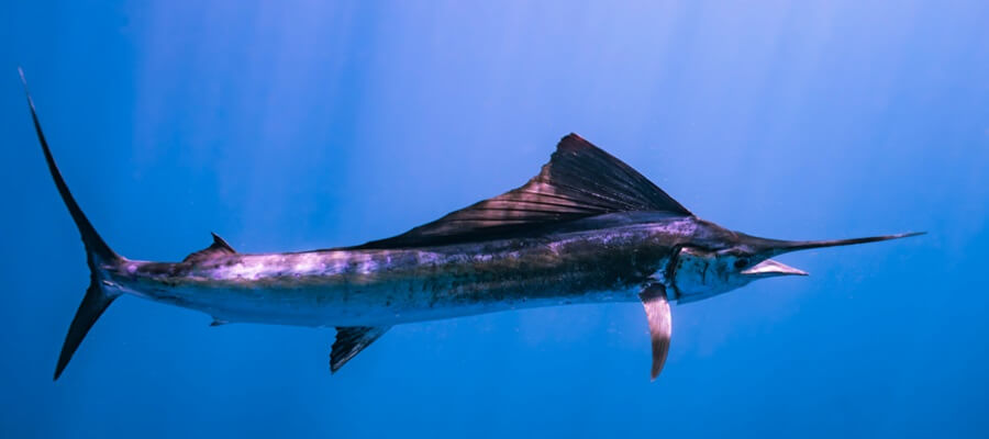 Costa Rica Sailfish cruises through the dark blue ocean.