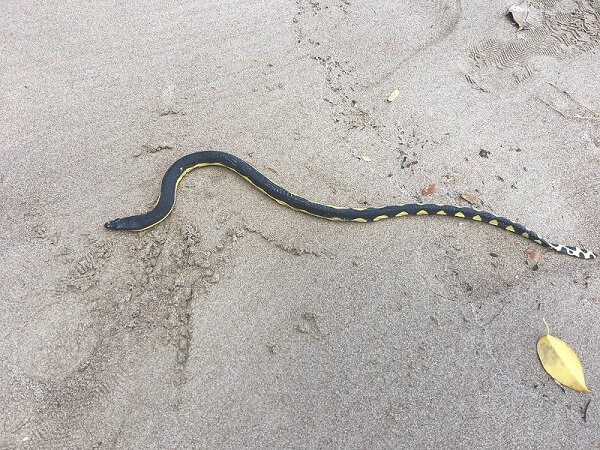 Poisonous sea snakes are common.