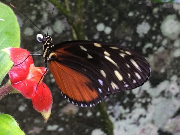 One example of a beautiful butterfly in Costa Rica.
