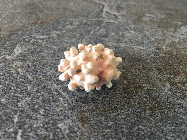 A sea shell that closely resembles the COVID virus.