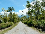 Typical road through the jungle in Costa Rica