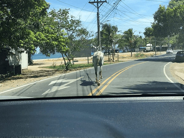 Horse wanders on to the road in Brasilito Costa Rica