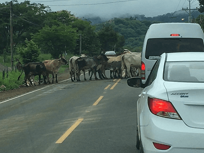 A herd of cattle completely blocking the road