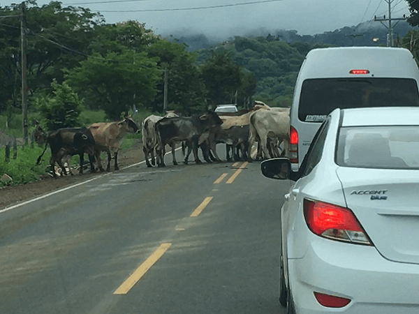 Heard of cattle blocks the road in Costa Rica