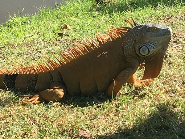 Giant iguana basking in the sun.