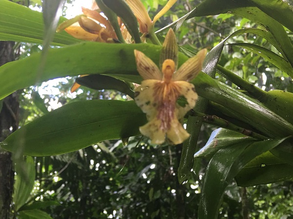 An orchid clings to a tree