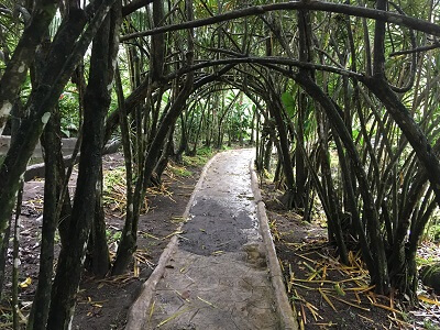 A dense tree canopy provides shade on the nature trail walkway