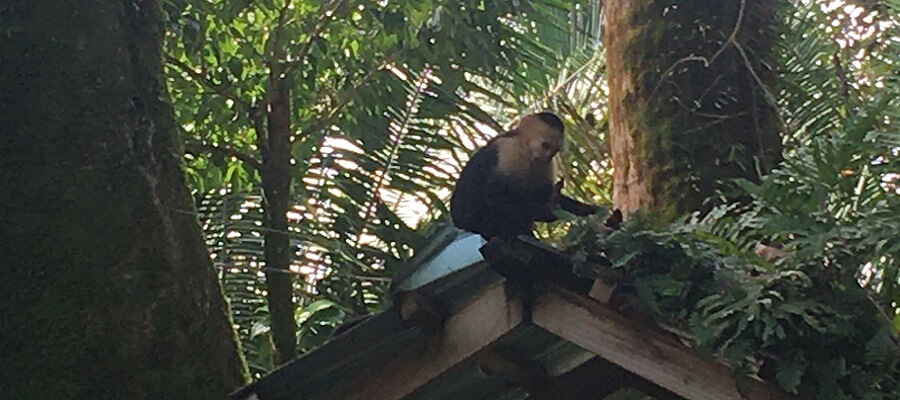 A monkey sits on top of a building in Manuel Antonio National Park.