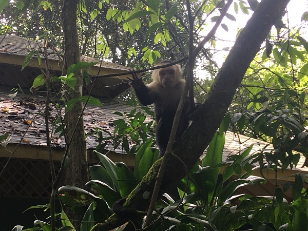 Manuel Antonio Monkey