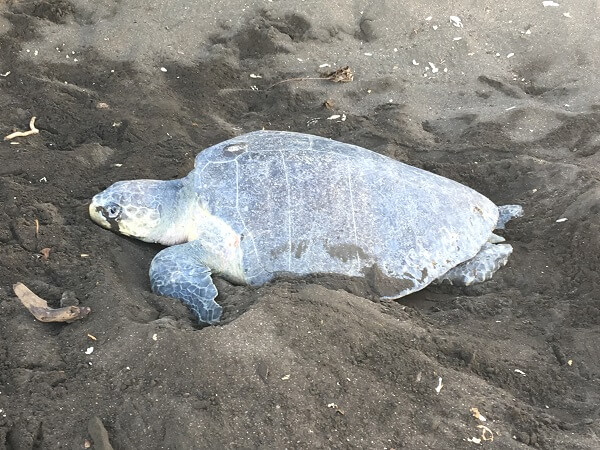 An Olive Ridley turtle in Costa Rica prepares the sand to lay eggs.