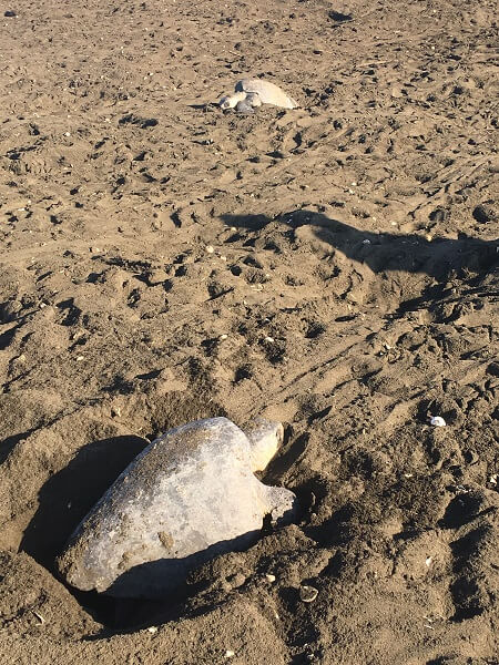 Two Olive Ridley turtles sit in a hole getting ready to lay eggs.