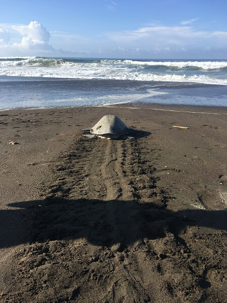 An Olive Ridley turtle returns to the ocean.