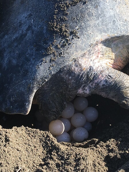 Olive Ridley eggs start to appear.  They are about the size of a ping pong ball.