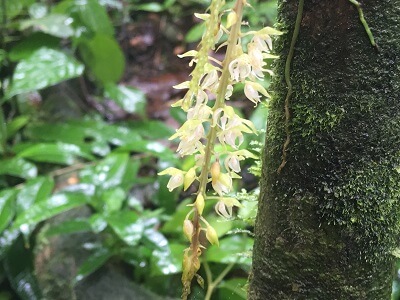 One of many colors and varieties of orchids