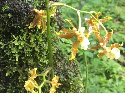 A beautiful orchid in the shade of a tree