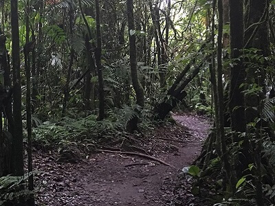Secluded path through the Costa Rica rain forest.