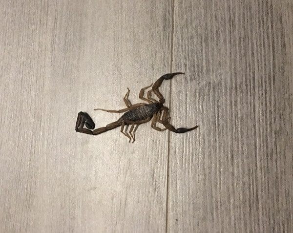 Medium sized Costa Rican Scorpion