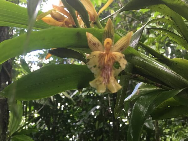 Wild orchids in the rain forest.