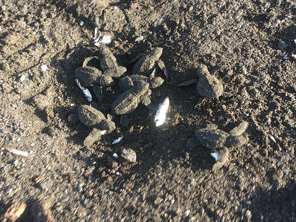 Tiny baby turtles see their first light, get acclimated and will soon head for the beach.