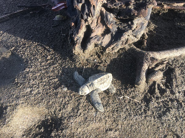 One tiny Olive Ridley turtle heads for the beach.