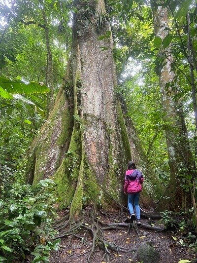 A very large Ceiba tree with expansive root system stretches to the sky.