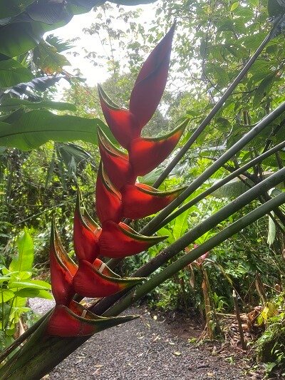 Bijagua Ranas Flower.