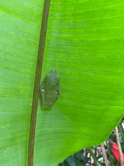 A small green frog hangs on the backside of the leaf.