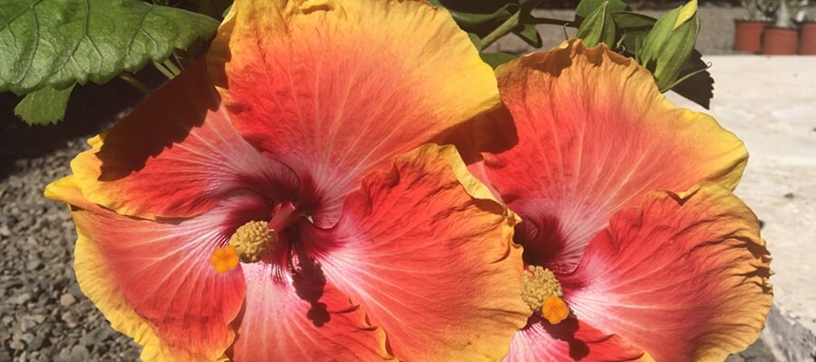 Colorful and huge hibiscus flowers.