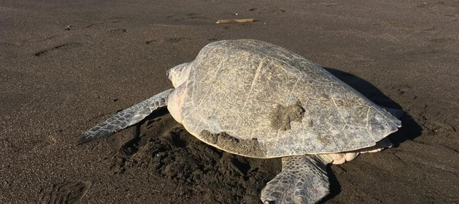 A large Olive Ridley turtle on the beach in Ostional Costa Rica.