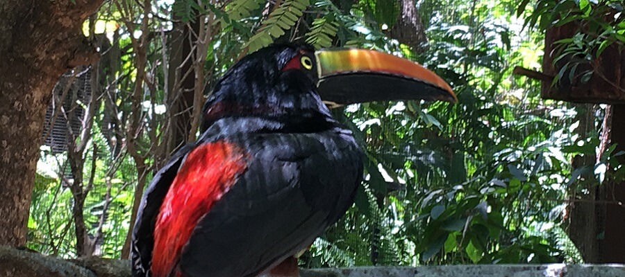 Brightly colored Costa Rica Toucan