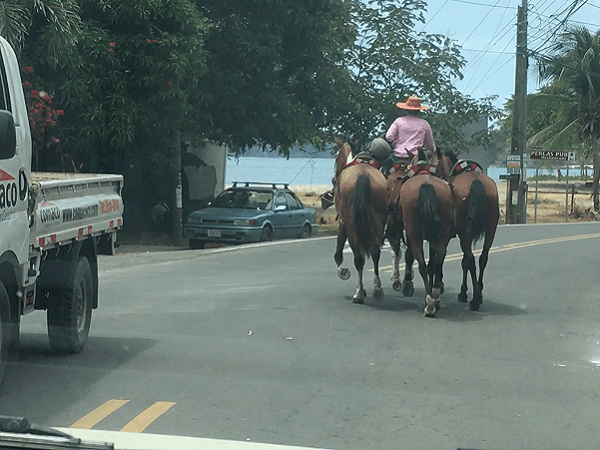 Horse owner escorts a group across the street