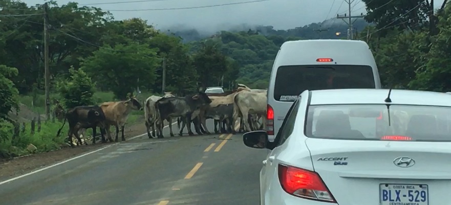 Cattle herd blocks traffic on a Costa Rica road.