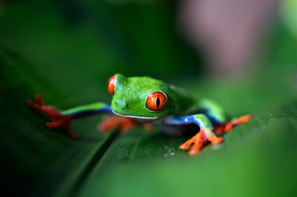 Green Dart frog