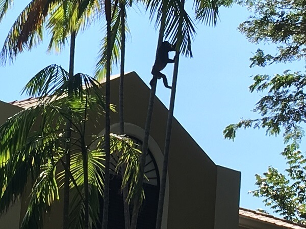 Howler monkey climbing through the trees.