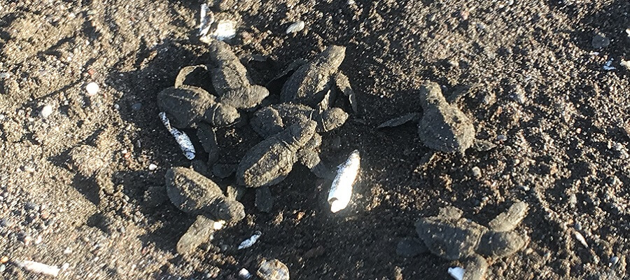 Baby turtles hatch and come out of the sand to start their journey to the ocean.