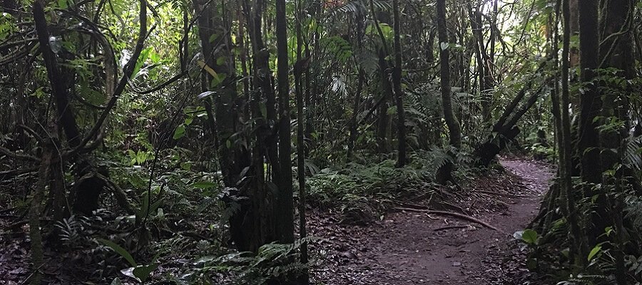 Shady trail in the middle of a Costa Rica rain forest.