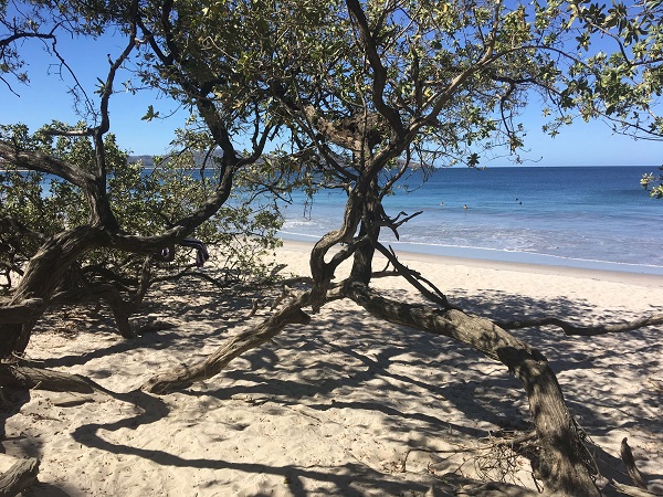 Trees providing shade at Playa Flamingo
