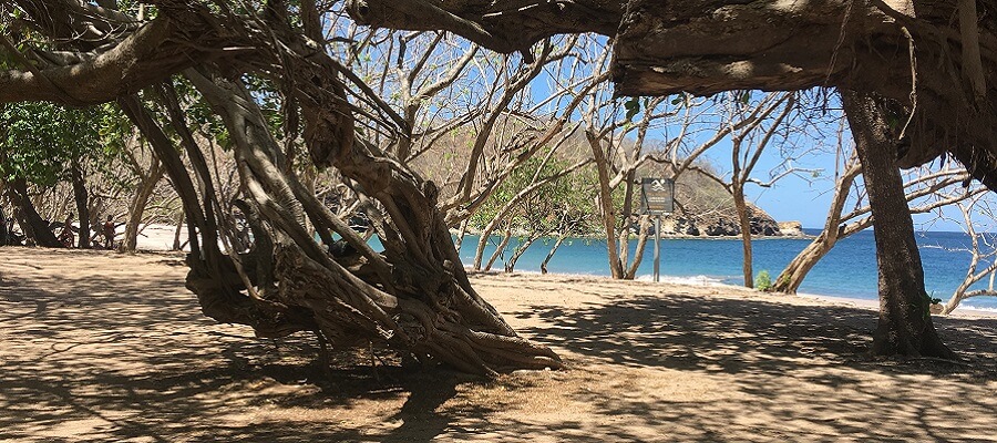 View of Playa Zapotillal from under the shade trees.