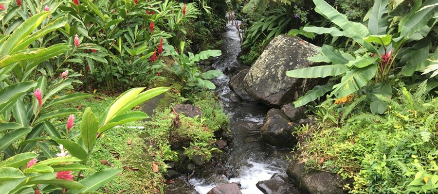 A small stream meanders through lush green vegetation in Costa Rica.