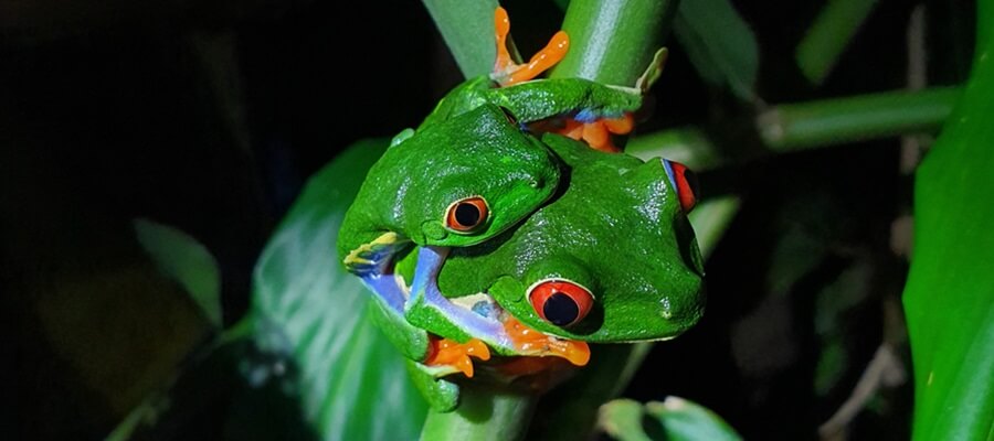 Two Frogs