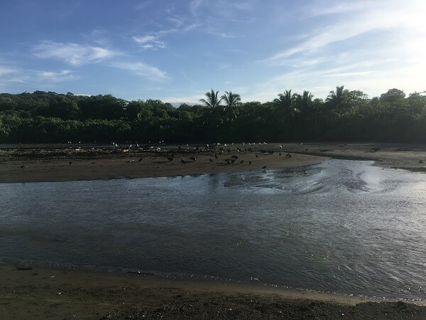 Vultures and other birds wait in the lagoon to catch their prey.